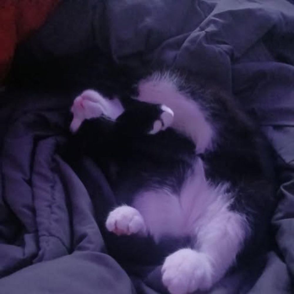 Meet your Posher, Anisa